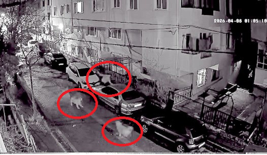 Avcılar'da Sahipsiz Köpeklerden Kaçış anları Güvenlik Kamerasında