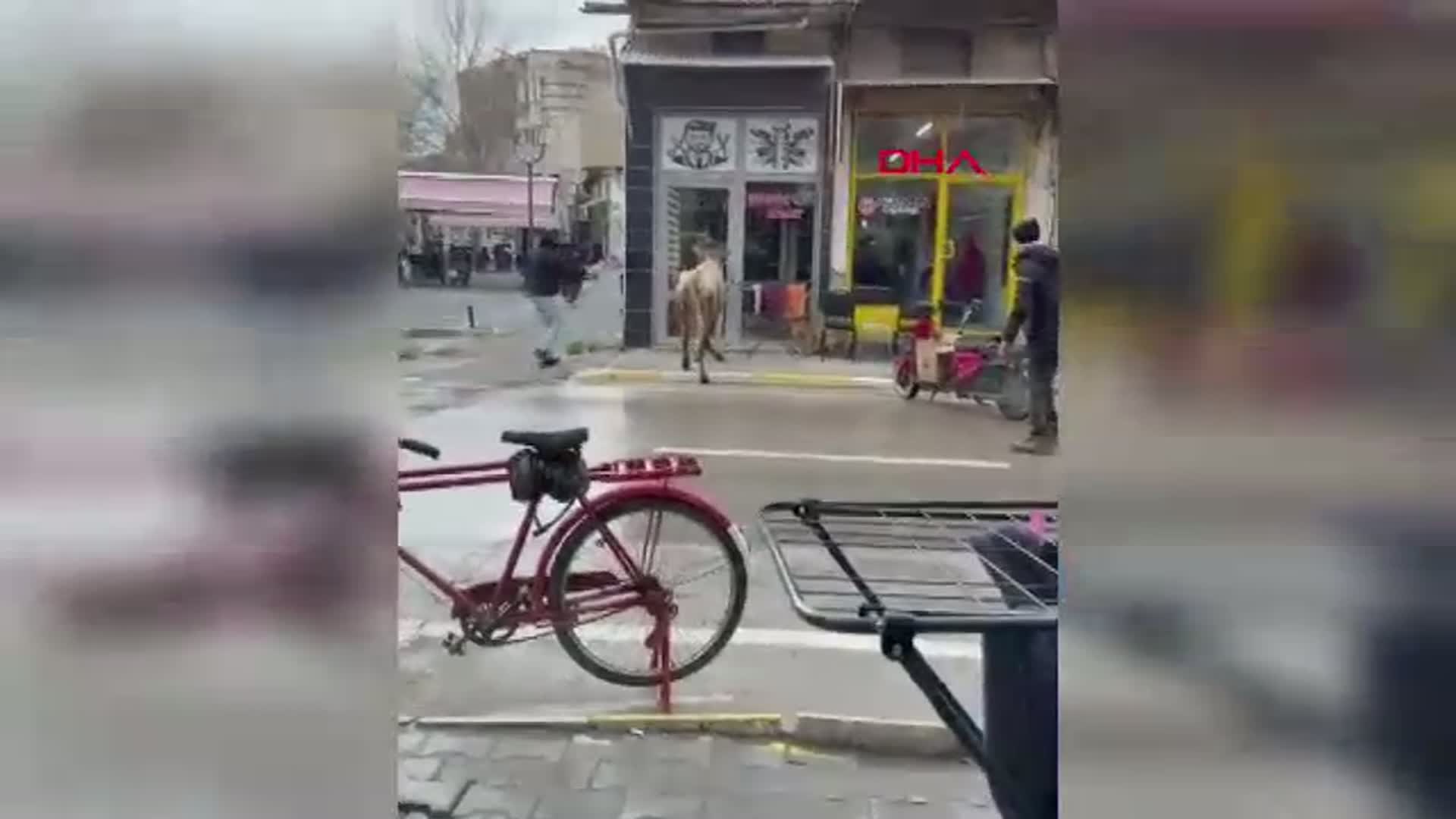 Afyonkarahisar'da Kaçan İnek Berber Dükkanına Girmeye Çalıştı