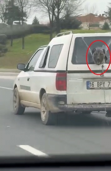 Kırık Camdan Etrafı İzleyen Sevimli Köpek Kameraya Yansıdı