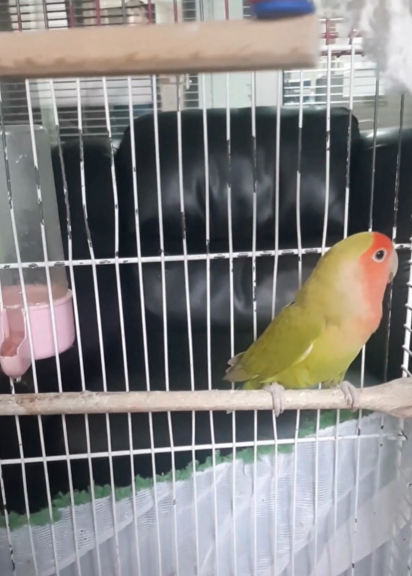 Denizli'deki Petshop Denetimlerinde 14 Papağan ve 150 Su Kaplumbağasına El Konuldu
