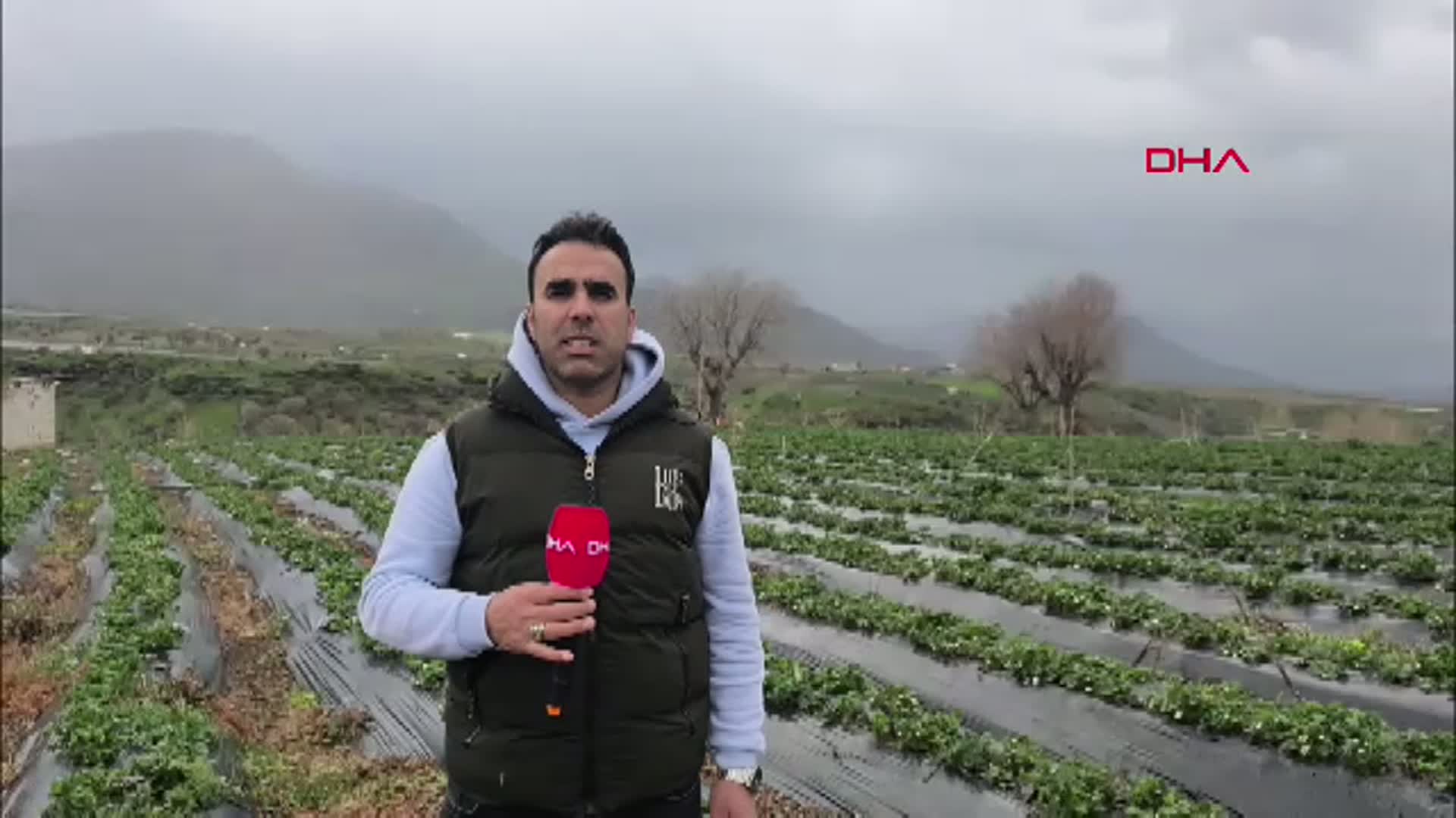 Sason Çileğinde Hasat Tarihi Değişti: Gelen Yağışlar Üreticiyi Zorluyor
