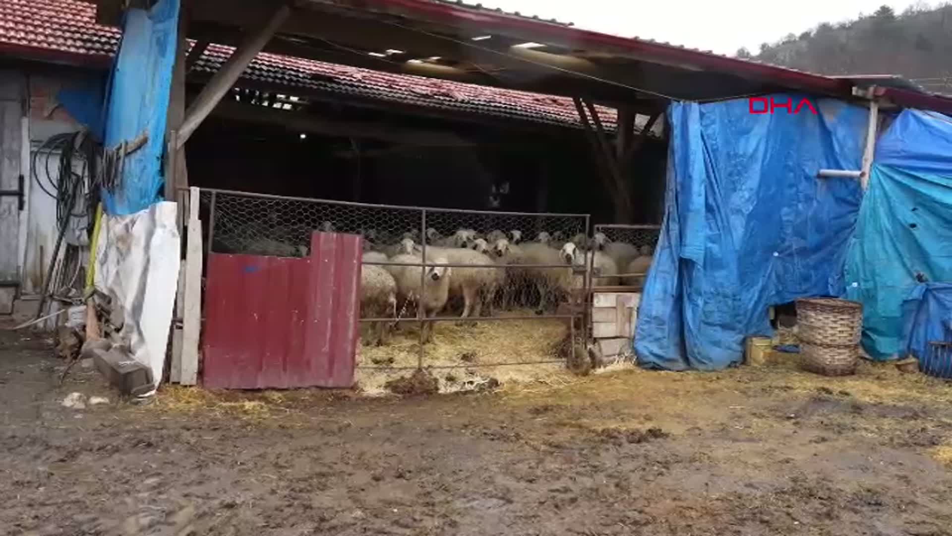 Amasya'da Devlet Desteğiyle 20 Koyundan 400 Baş Hayvana
