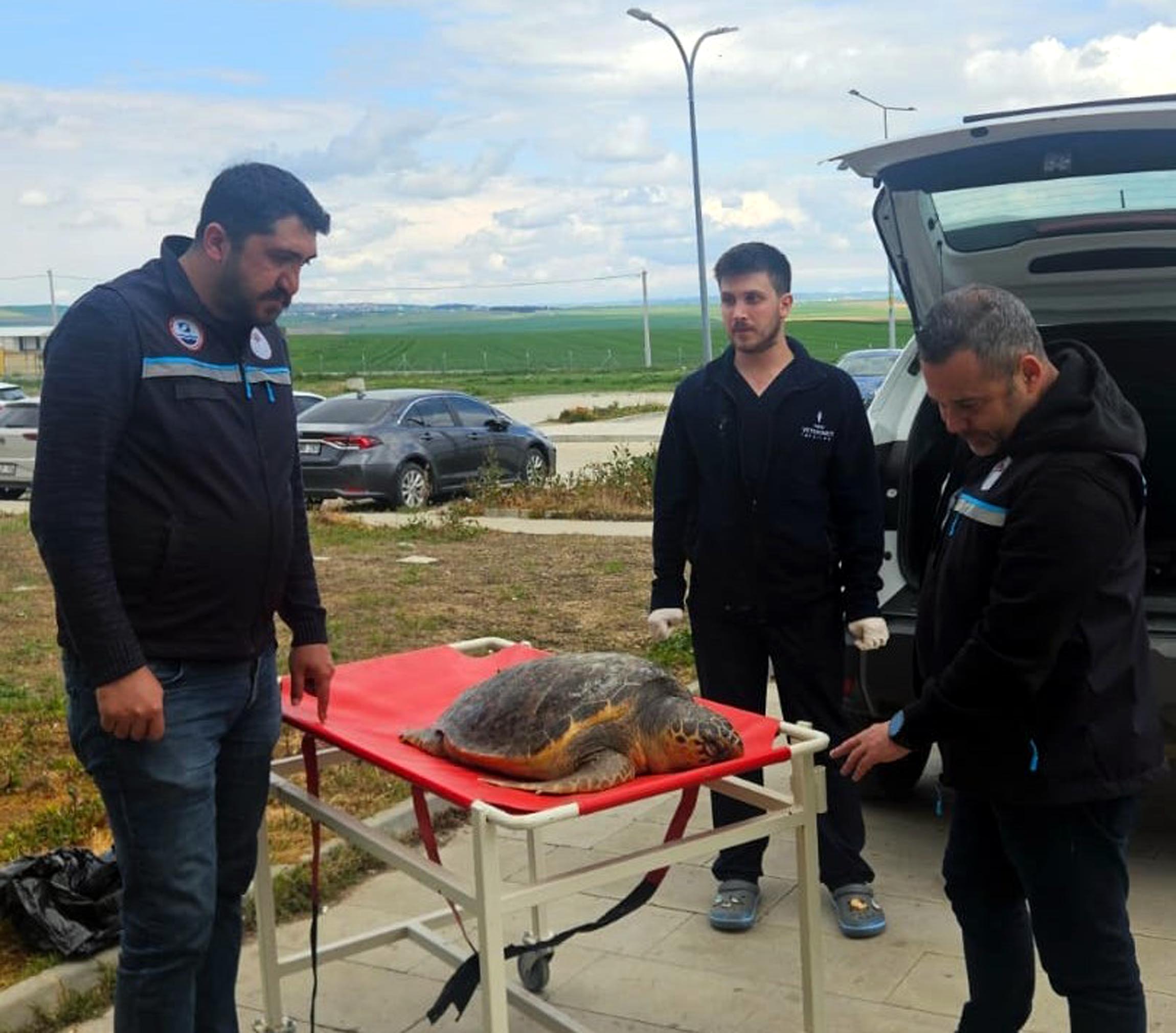 Tekirdağ'da Balıkçıların Ağına Takılan Ölü Caretta Caretta İnceleniyor