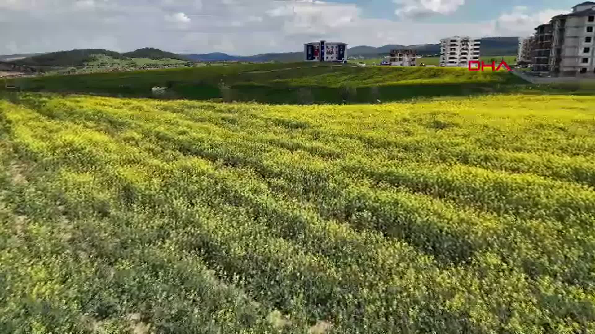 Edirne'de Kanola Tarlaları Sarıya Büründü: Trakya'nın 'Sarı Altın Çiçeği'