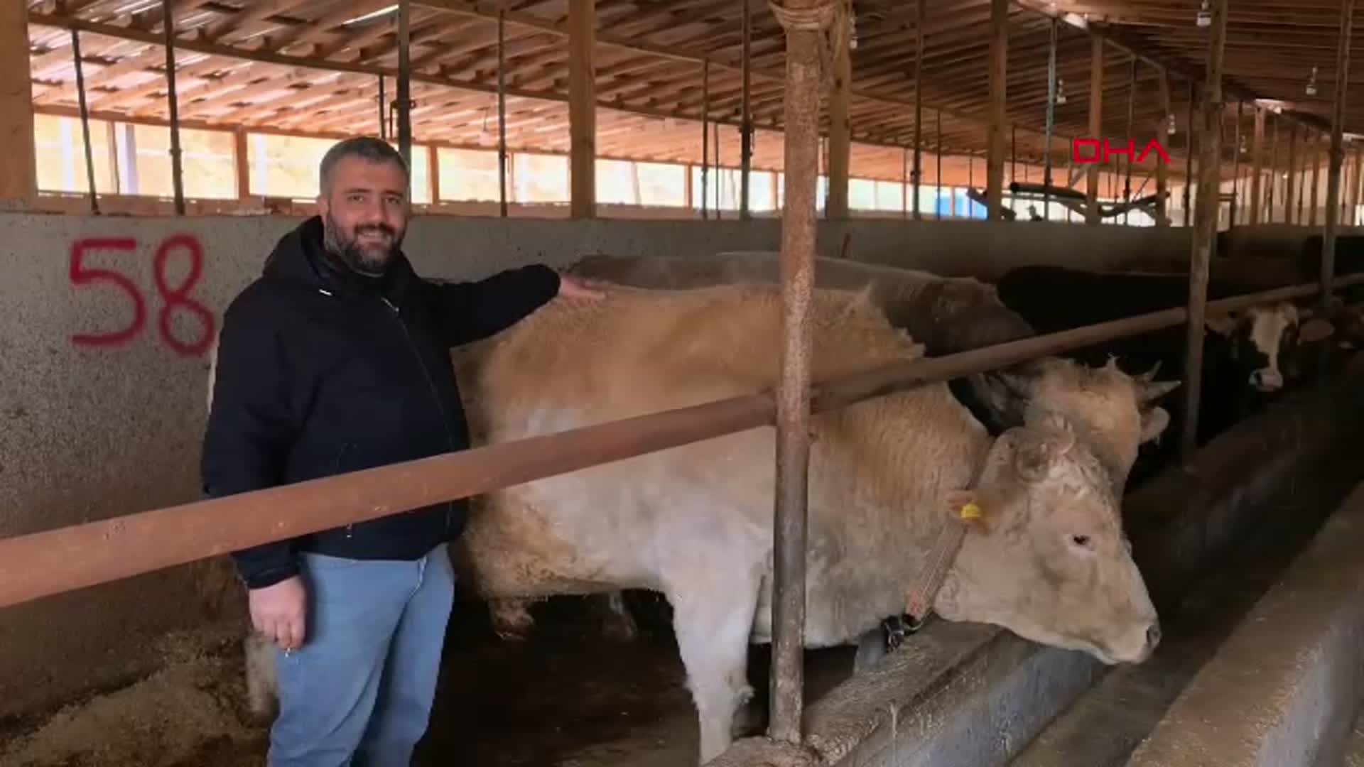 Bursa'da 1,1 Tonluk Kurbanlık Boğa 'Paşa' 500 Bin TL'ye Satışta
