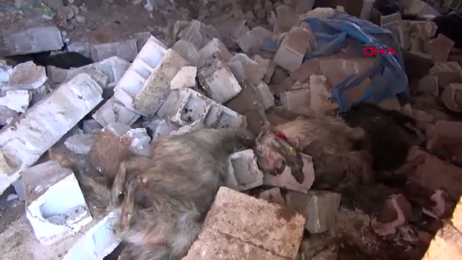 Kilis'te Yağışlar Ahırı Çöktürdü: 40 Koyun Telef Oldu