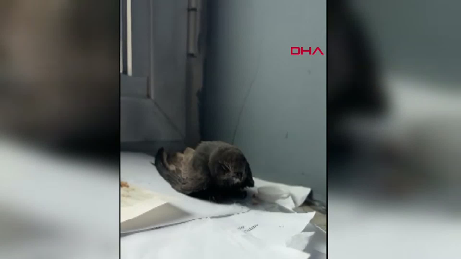 Van'da Öğrencilerin Bulduğu Ebabil Kuşu Koruma Altına Alındı
