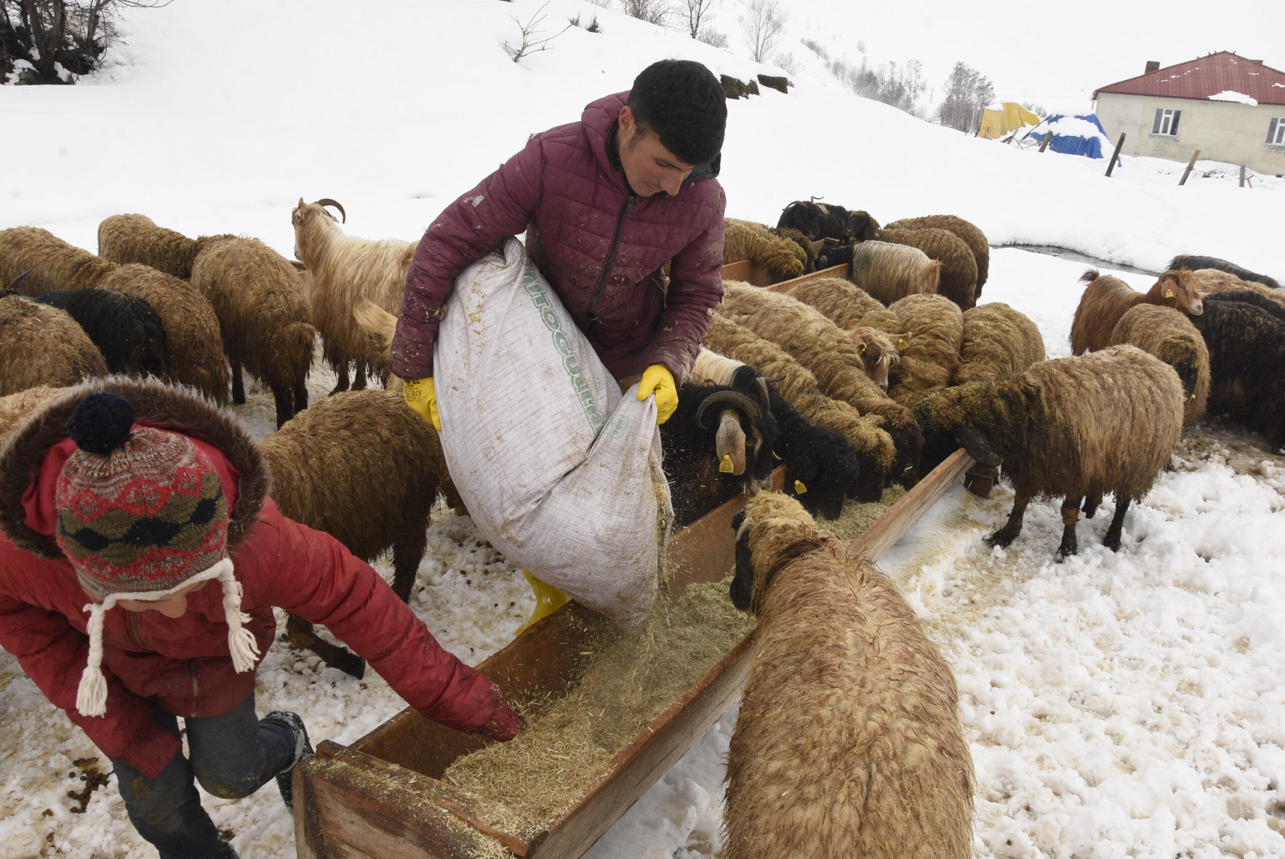 Bitlis'te Nisan Yağışı Besicileri Zora Soktu