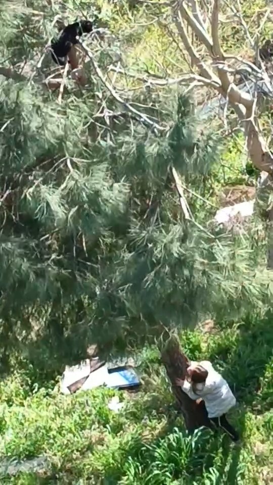8 Yaşındaki İkra'nın Kahramanlığı: Ağaçta 10 Saat Mahsur Kalan Kedi Kurtarıldı