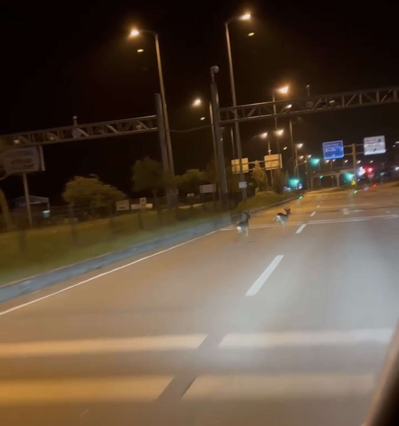 Hastane Kavşağına Çıkan Karacalar Anbean Kaydedildi