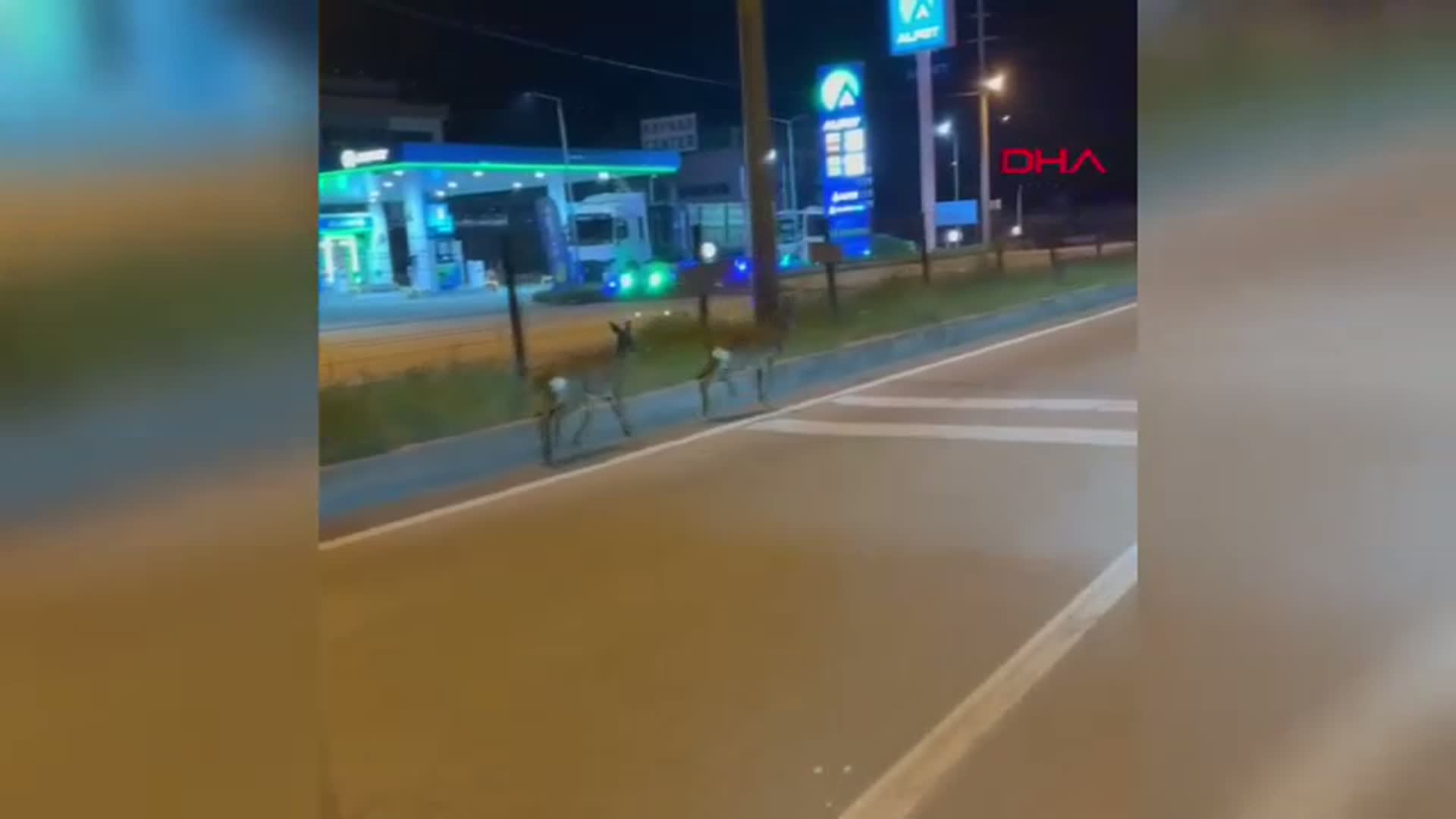 Bartın'da Hastane Kavşağında Karaca Görüntüleri