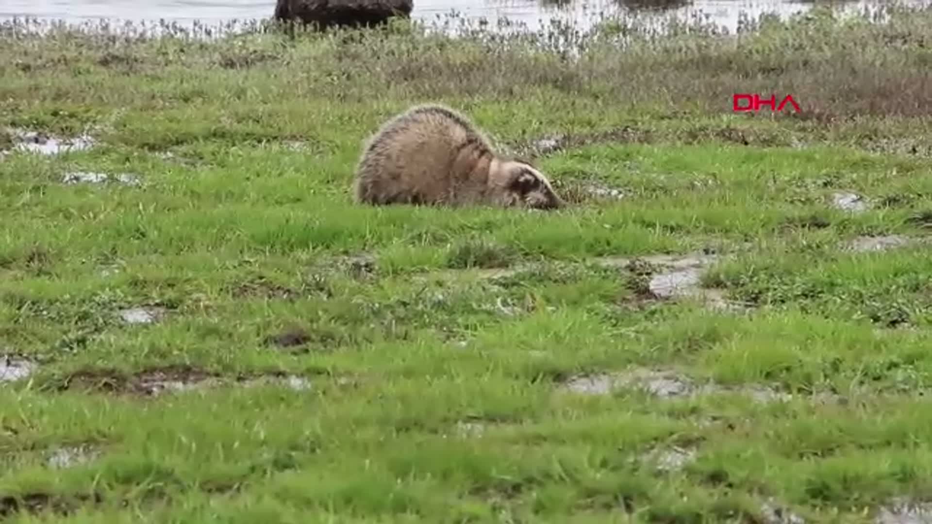 Bingöl'de Bitkin Porsuk Koruma Altına Alındı