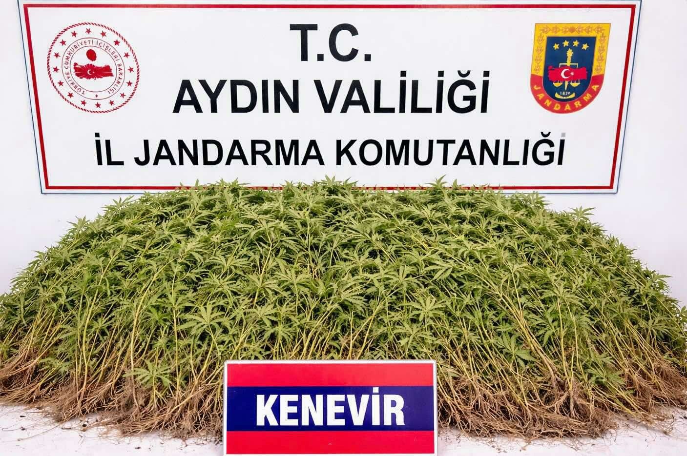 Nazilli'de Zeytin Bahçesinden 208 Kök Hint Keneviri Çıktı