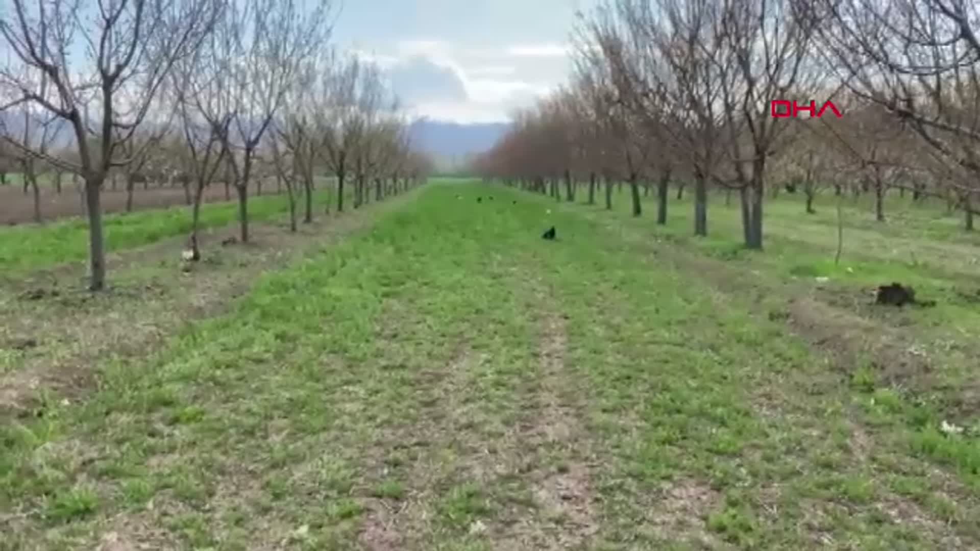 Iğdır'da Don ve Buzlanma Riski: Üreticilere Uyarı