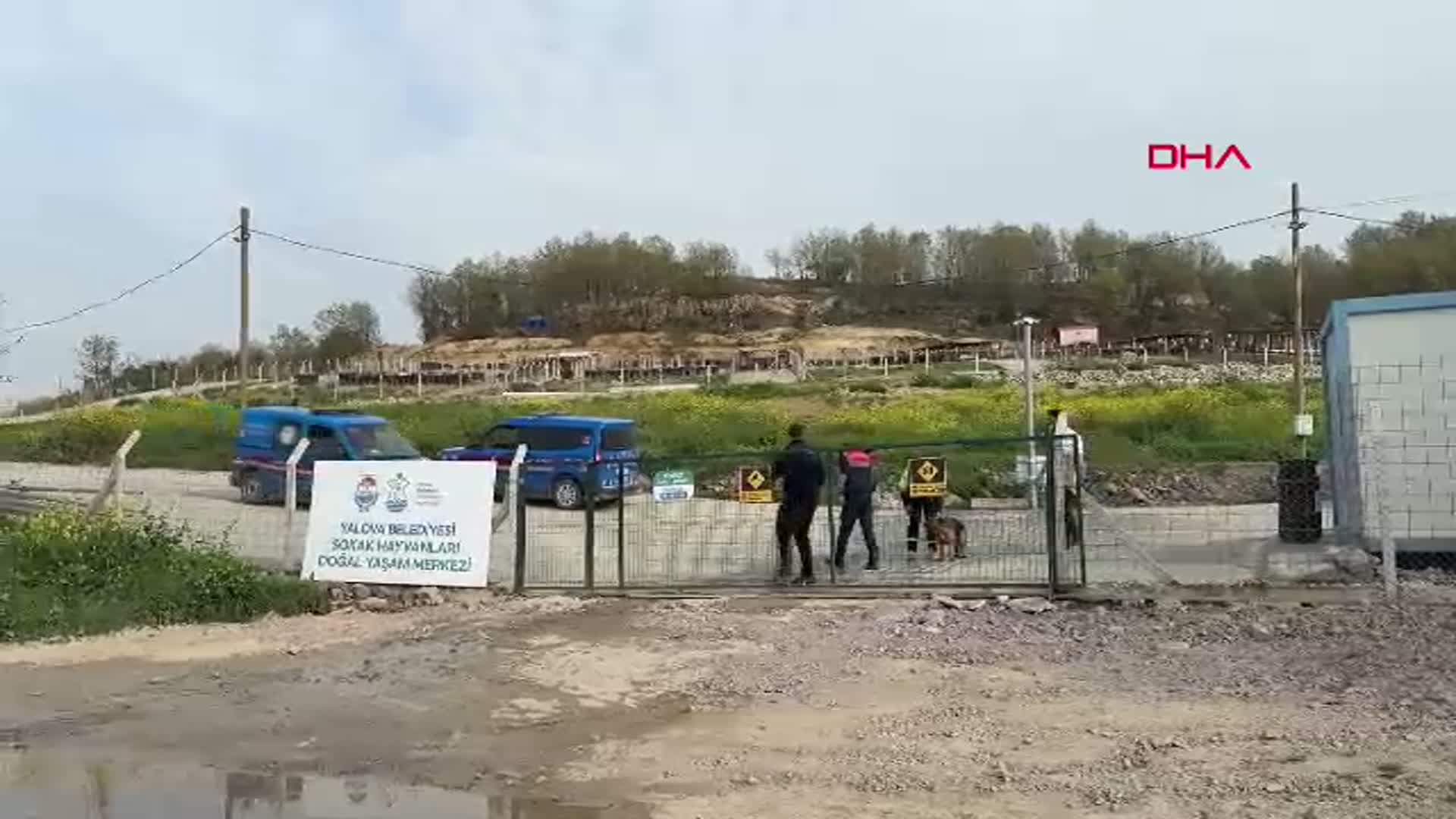 Yalova'da Sokak Hayvanları Üzerine Soruşturma Başlatıldı