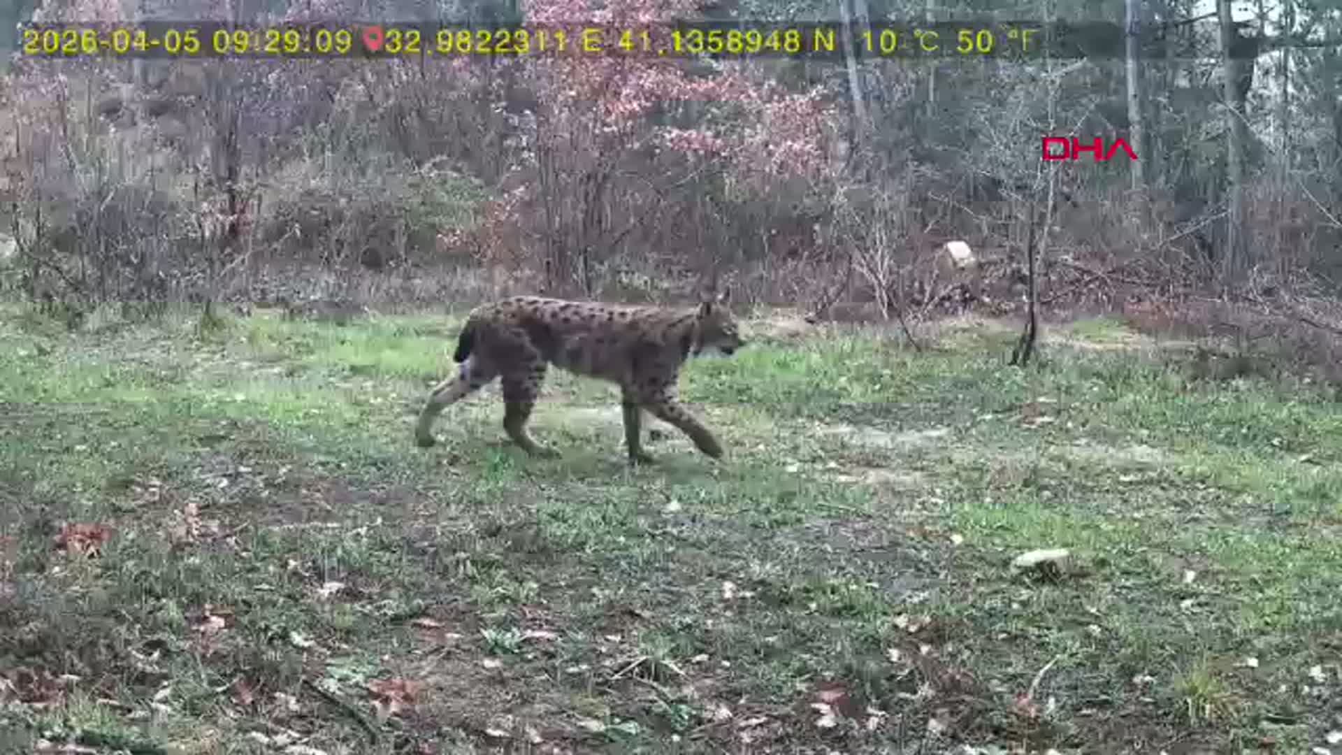 Karabük’te Yaban Hayatı Fotokapana Yansıdı