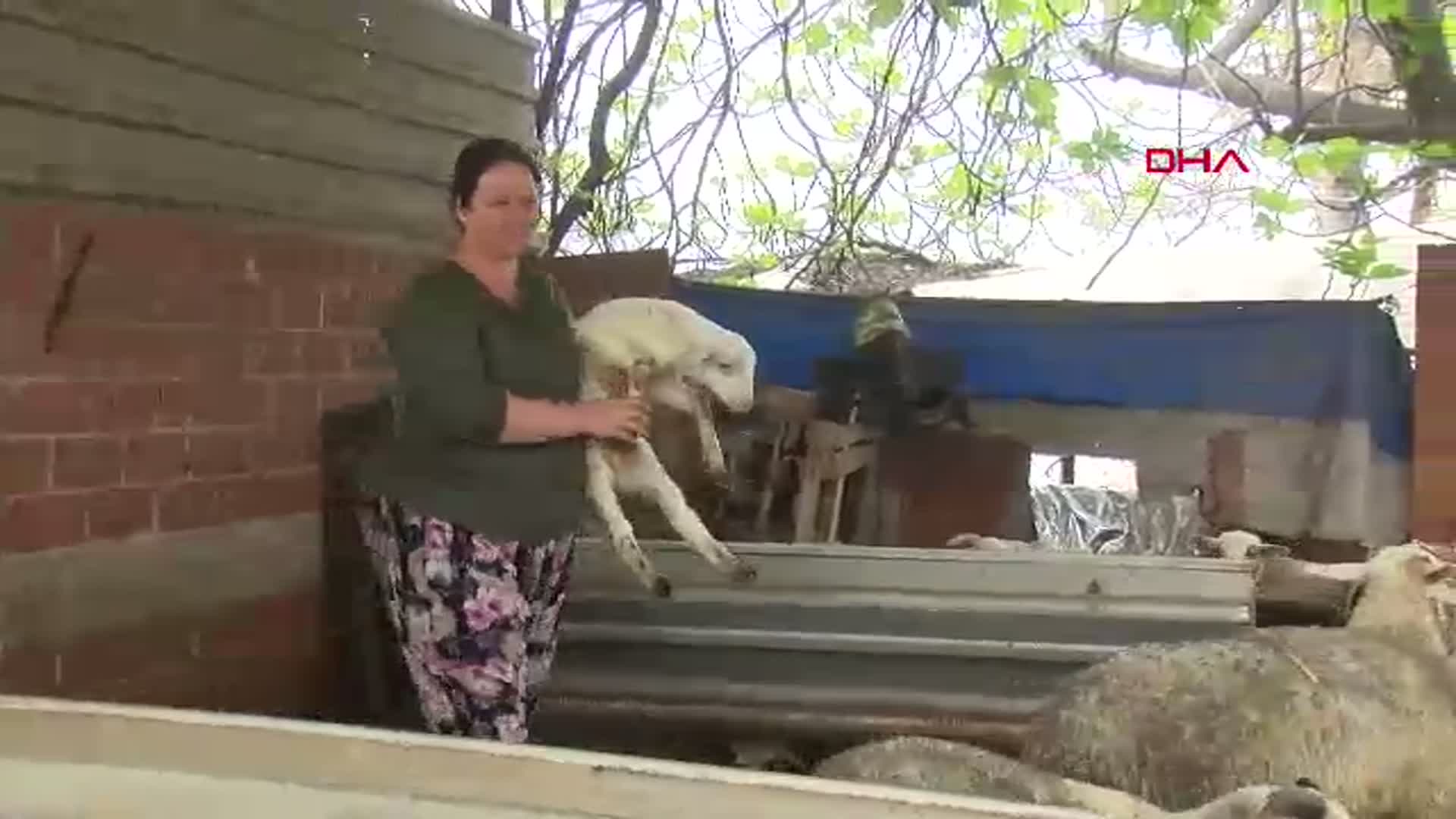 İzmirli Kadın, Babasının Hediye Ettiği Kuzu ile Çiftlik Kurdu