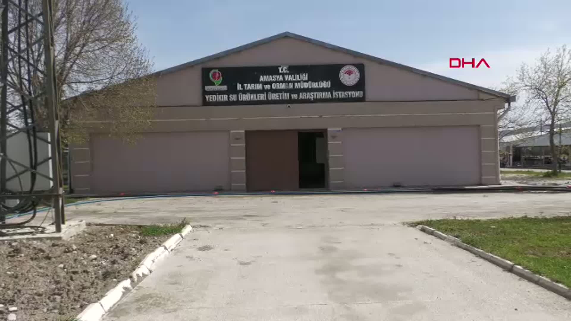 Karadeniz'e 8 Bin Cipli Mersin Balığı Salınacak