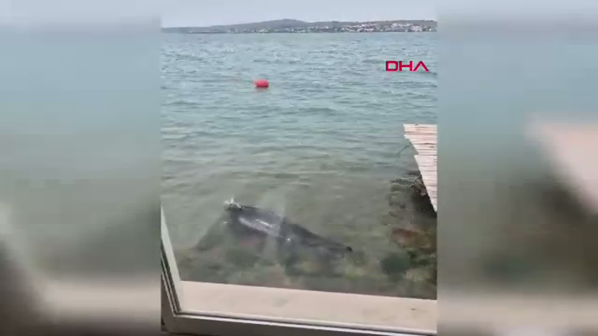 Balıkesir'in Ayvalık Sahilinde Nesli Tehlike Altındaki Akdeniz Foku Görüntülendi