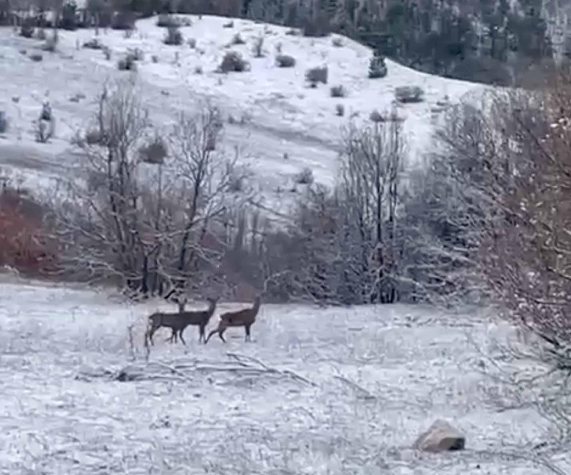 Erzincan Refahiye'de Kızılgeyiklerin Görüntüleri Paylaşıldı