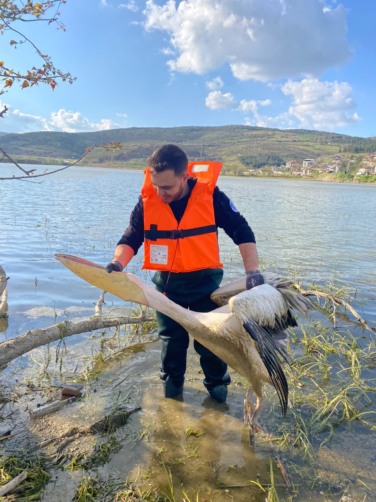 İnegöl'de Yaralı Pelikan Kurtarıldı