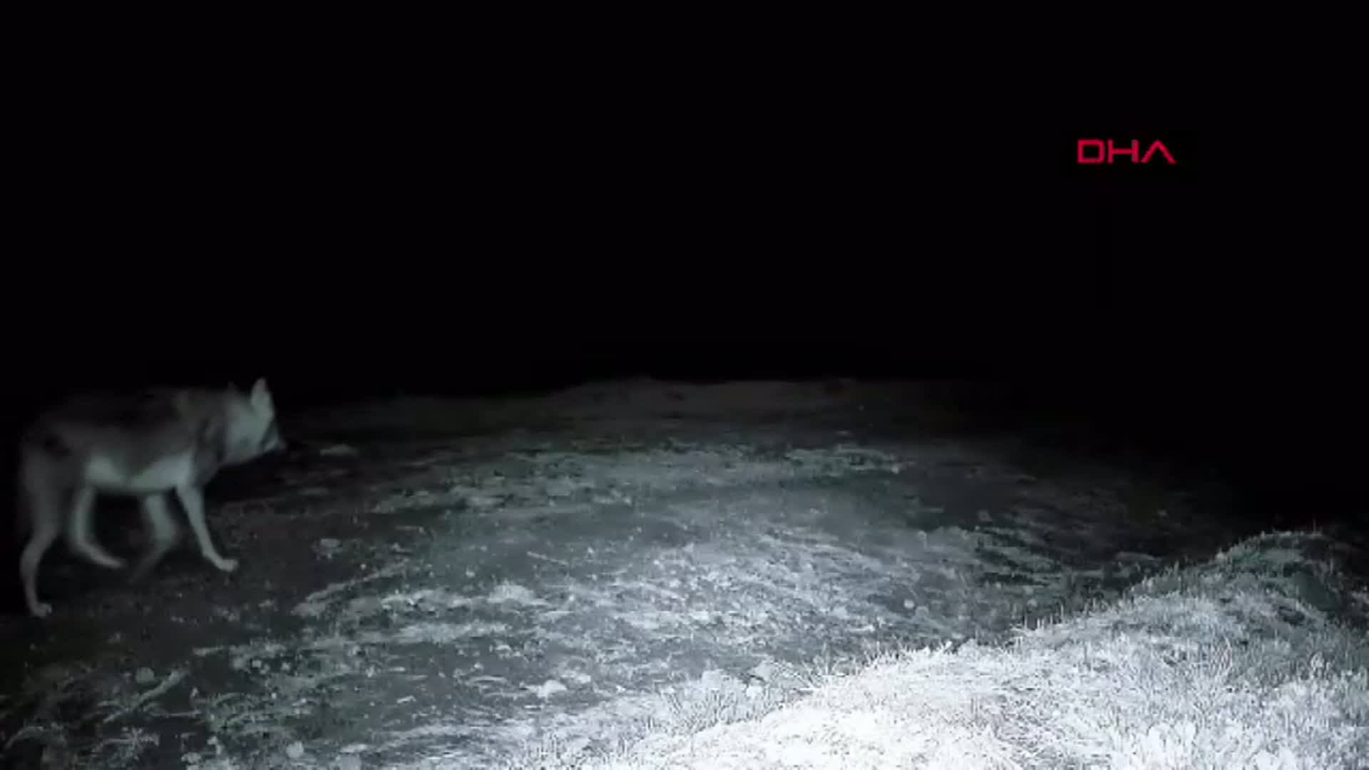 Ganos Dağı'nda Fotokapanla Yaban Hayatı Keşfedildi