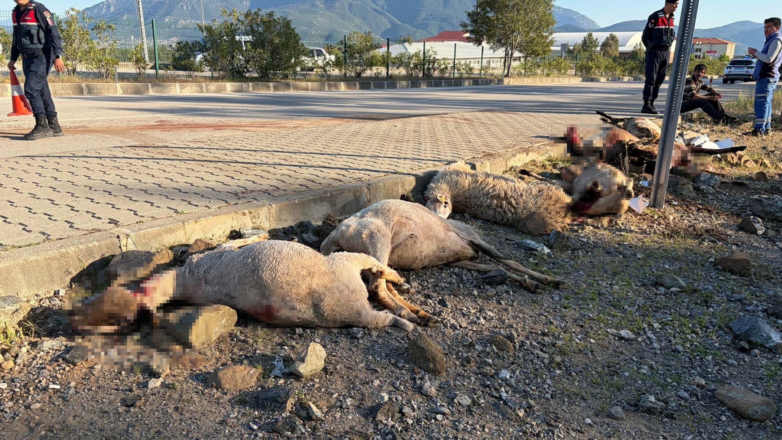 Fethiye'de Motosiklet Koyun Sürüsüne Çarptı: 8 Koyun Hayatını Kaybetti, Sürücü Yaralandı