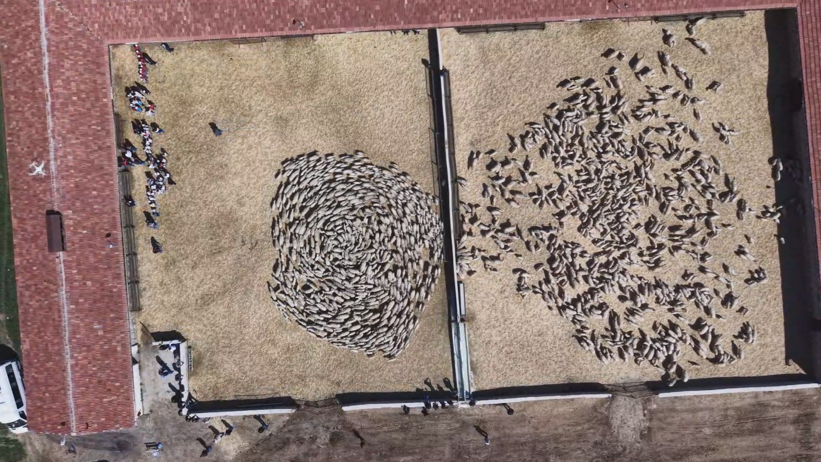 Kuzular ve Anneleri Dron Kamerasıyla Buluştu