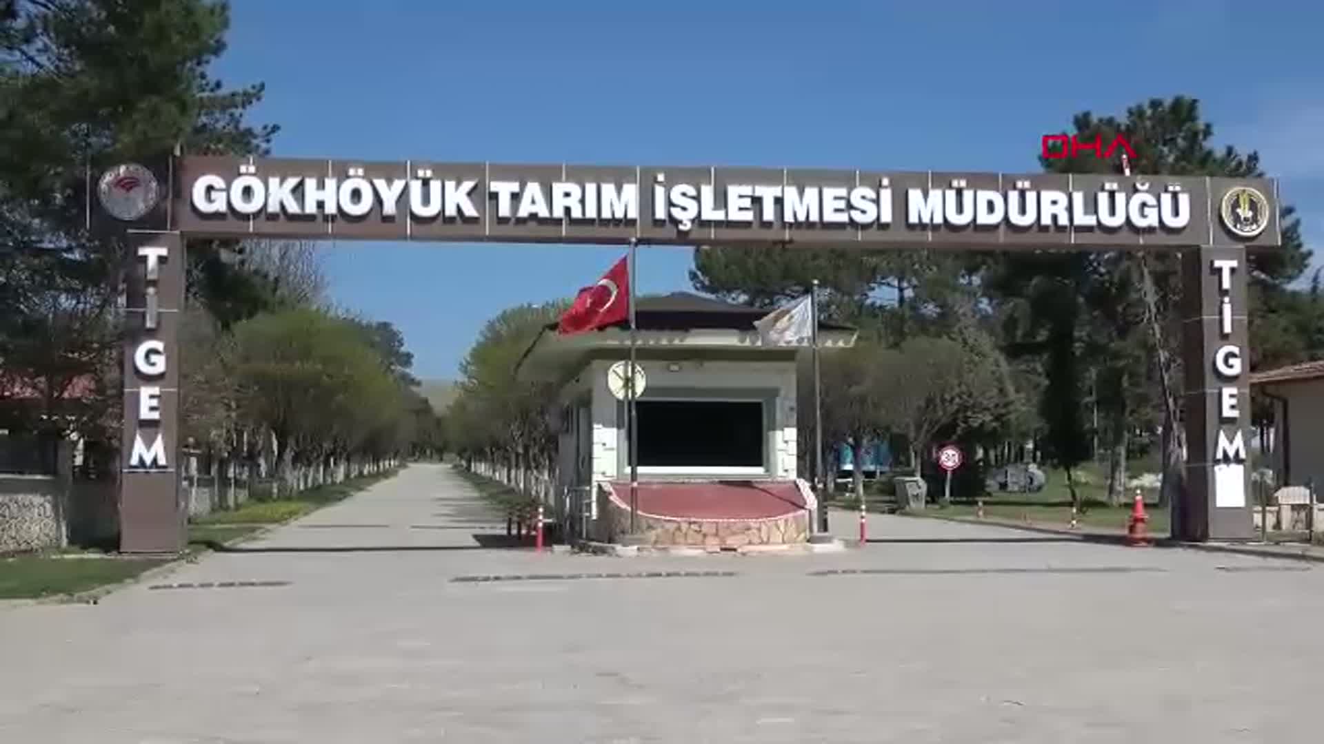 Amasya'da Kuzuların Anneleriyle Buluşması Dronla Görüntülendi