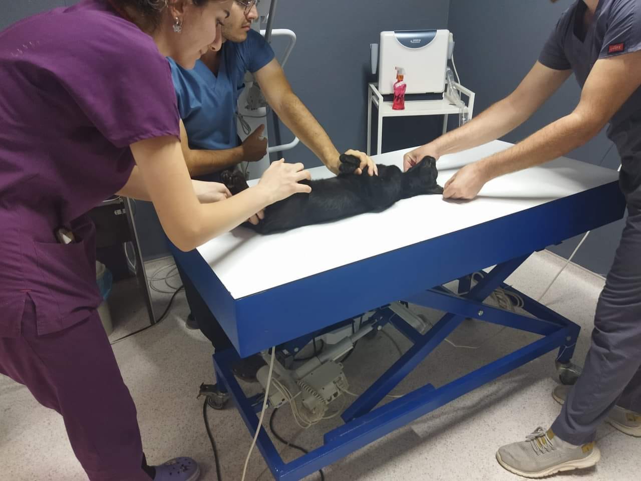 Sokak Kedilerini Tüfekle Vuran Şüpheliye 5 Ay Hapis Cezası
