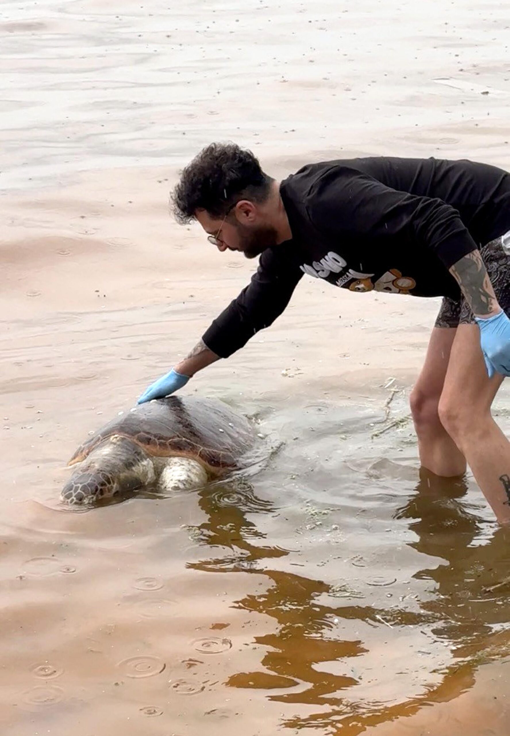 Tekirdağ Sahilinde Ölü Caretta Caretta Bulundu