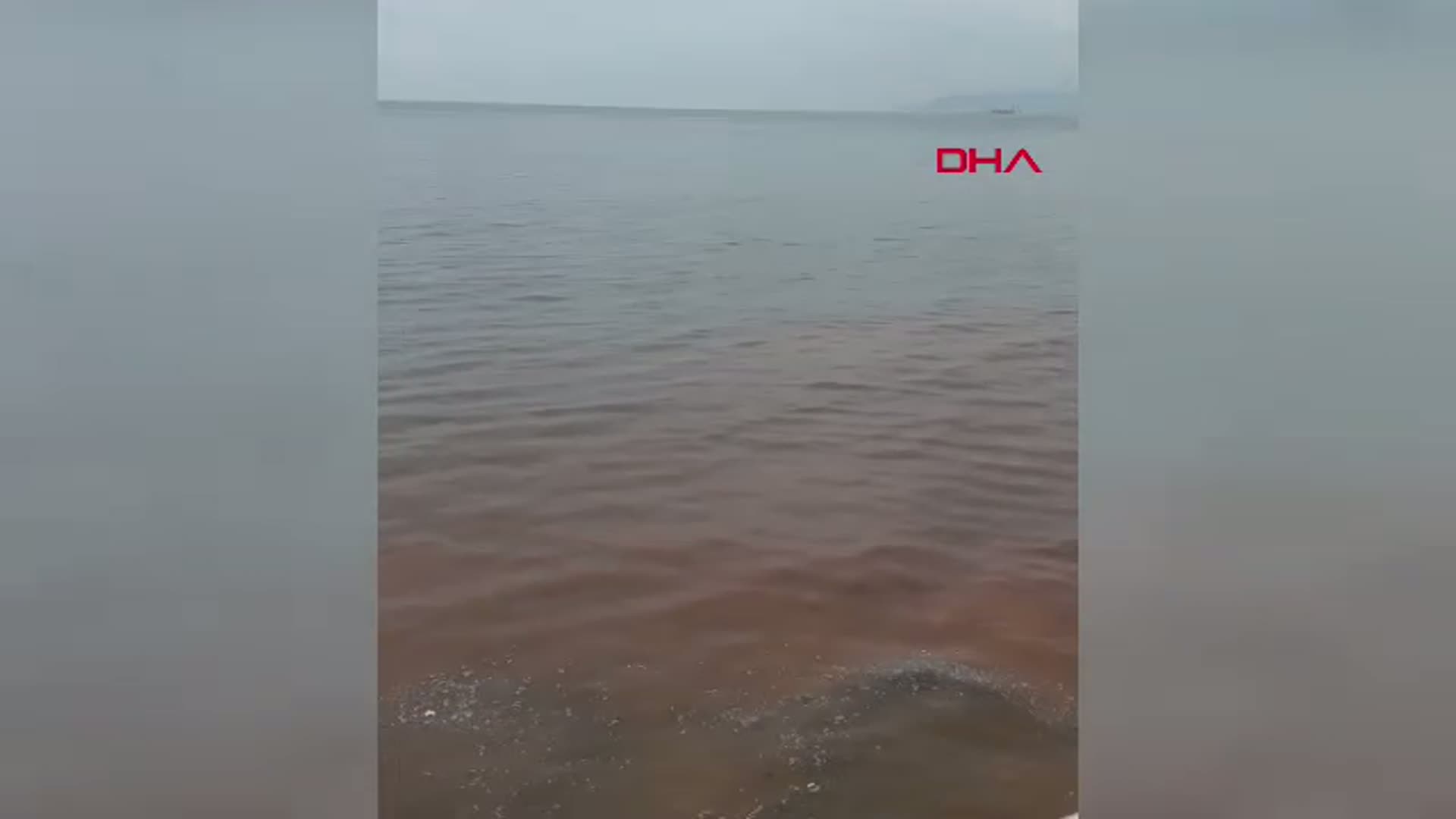 Tekirdağ'da Kıyıya Vuran Ölü Caretta Caretta