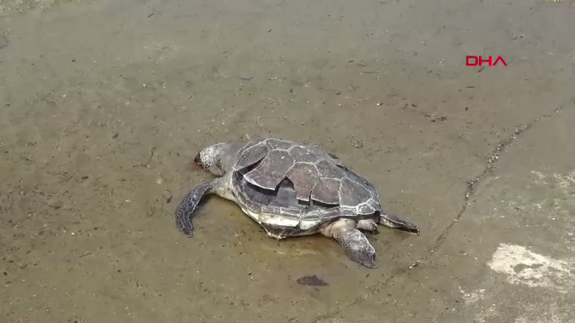 Gazipaşa Sahiline Caretta Caretta Vurdu: Doğal Ölüm Mü, Yeni Bir Kayıp mı?
