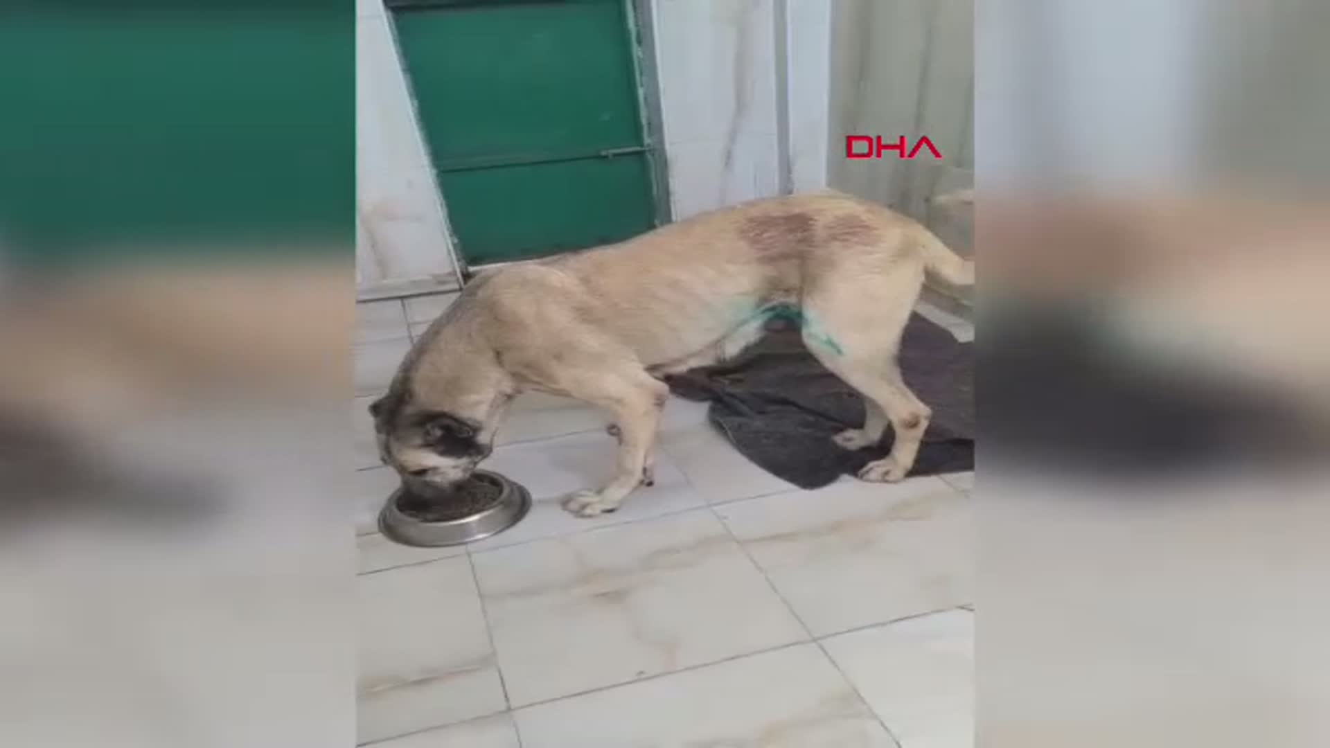 Mardin'de Mucizevi Operasyon: Köpeğin Karnından 1 Kiloluk Tümör Çıkarıldı