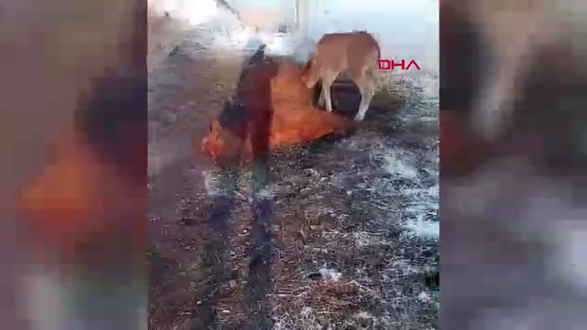 Ardahan'da Duygusal Anlar: Tay, Ölen Annesinin Başından Ayrılmadı