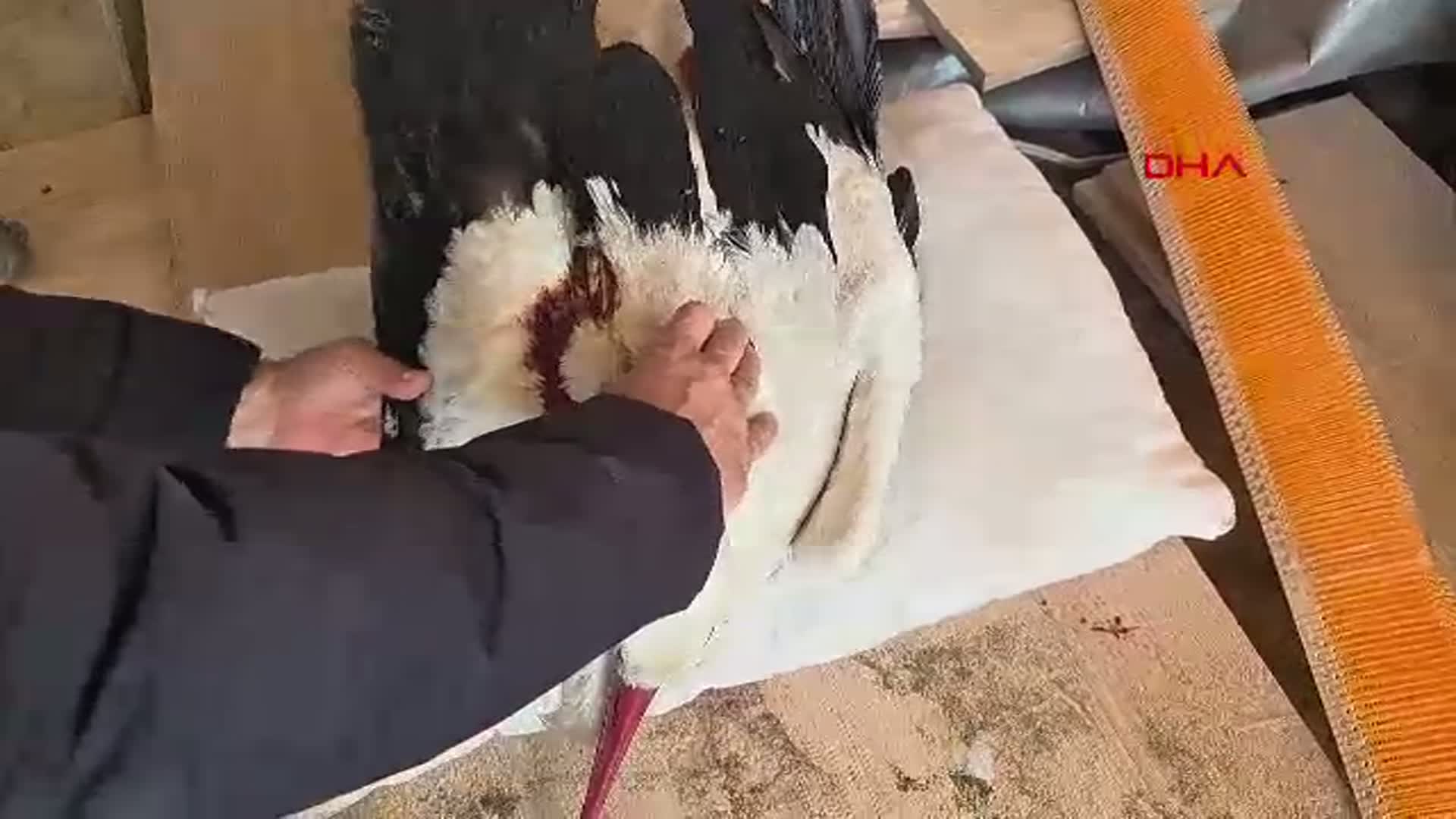 Göç Yolundaki Leylekler Vuruluyor: Hatay'da 2 Ayda 53 Vaka