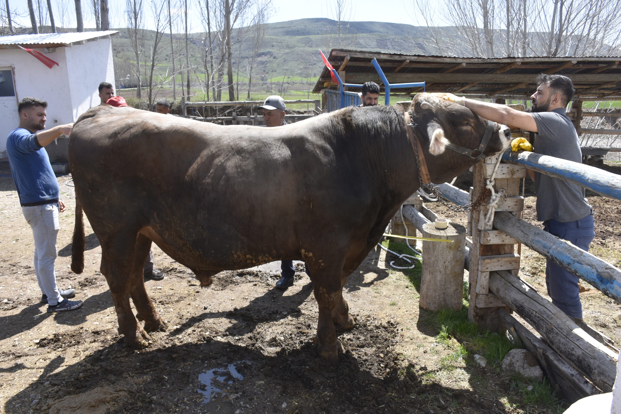 Sivas'ın Dev Boğası 'Poyraz': 1 Ton 180 Kilo, 435 Bin TL'ye Alıcı Bekliyor