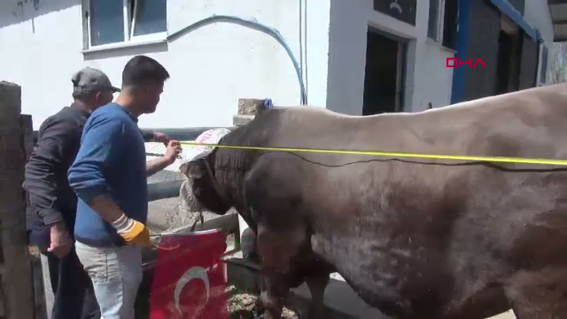 Sivas'ın 'Dev' Boğası Poyraz, 435 Bin TL'ye Kurban Bayramı'na Hazır