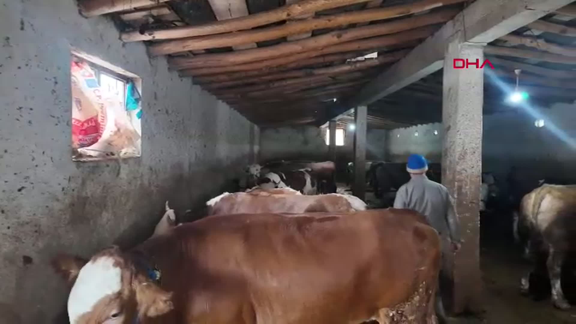 Van'dan Batıya Kurbanlık Sevkiyatı Başladı: Besiciler Yüklerini Yükledi