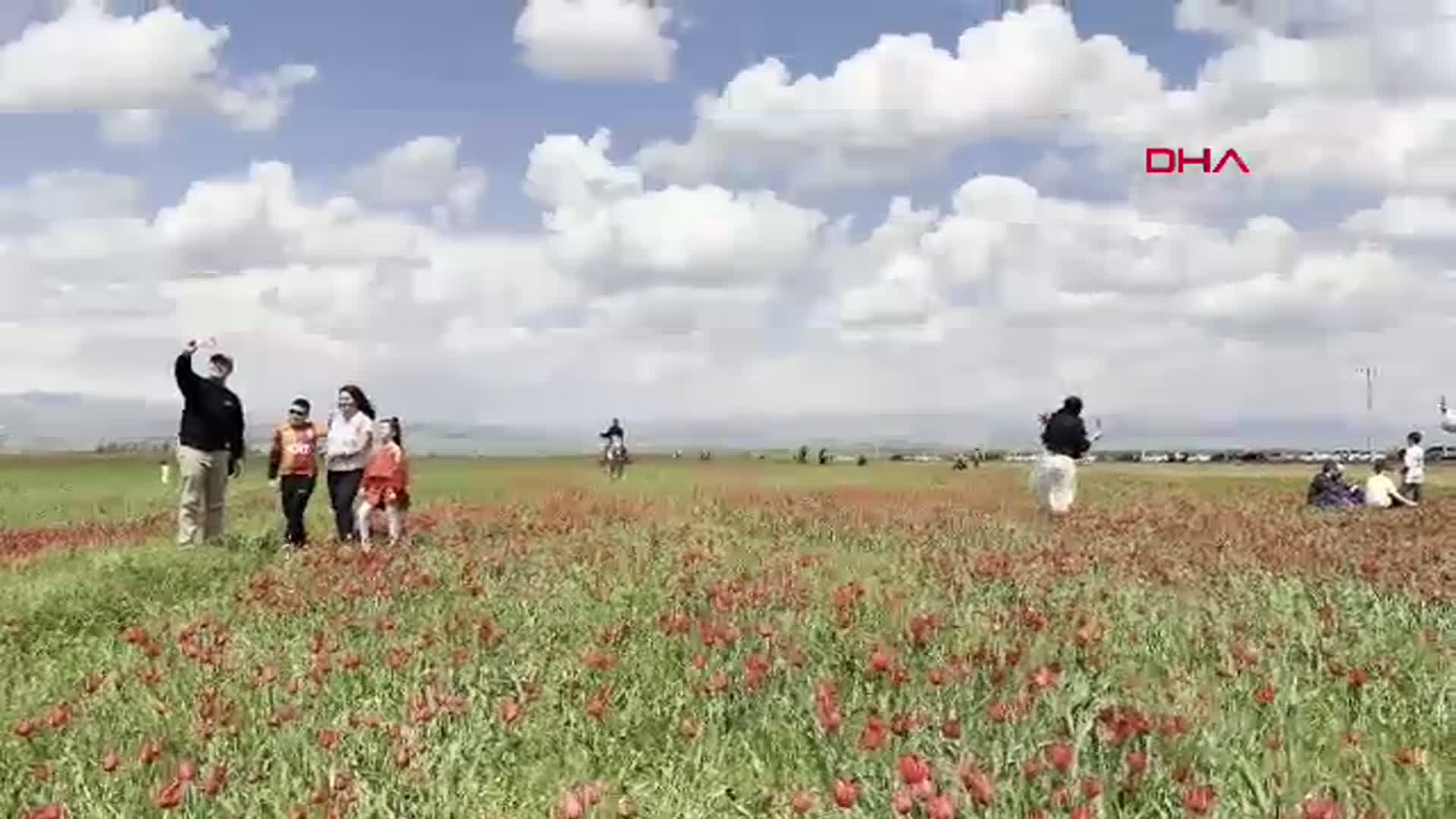 Muş Ovası 'Muş 1071' Laleleriyle Kırmızıya Büründü: Doğa Harikası Görücüye Çıktı