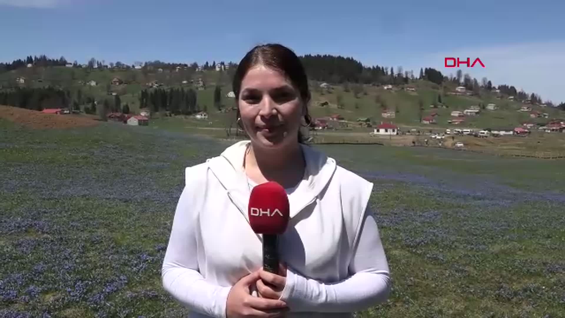 Trabzon'da 'Mavi Yıldız'lar Kadıralak Yaylası'nı Mor Rengiyle Büyülüyor