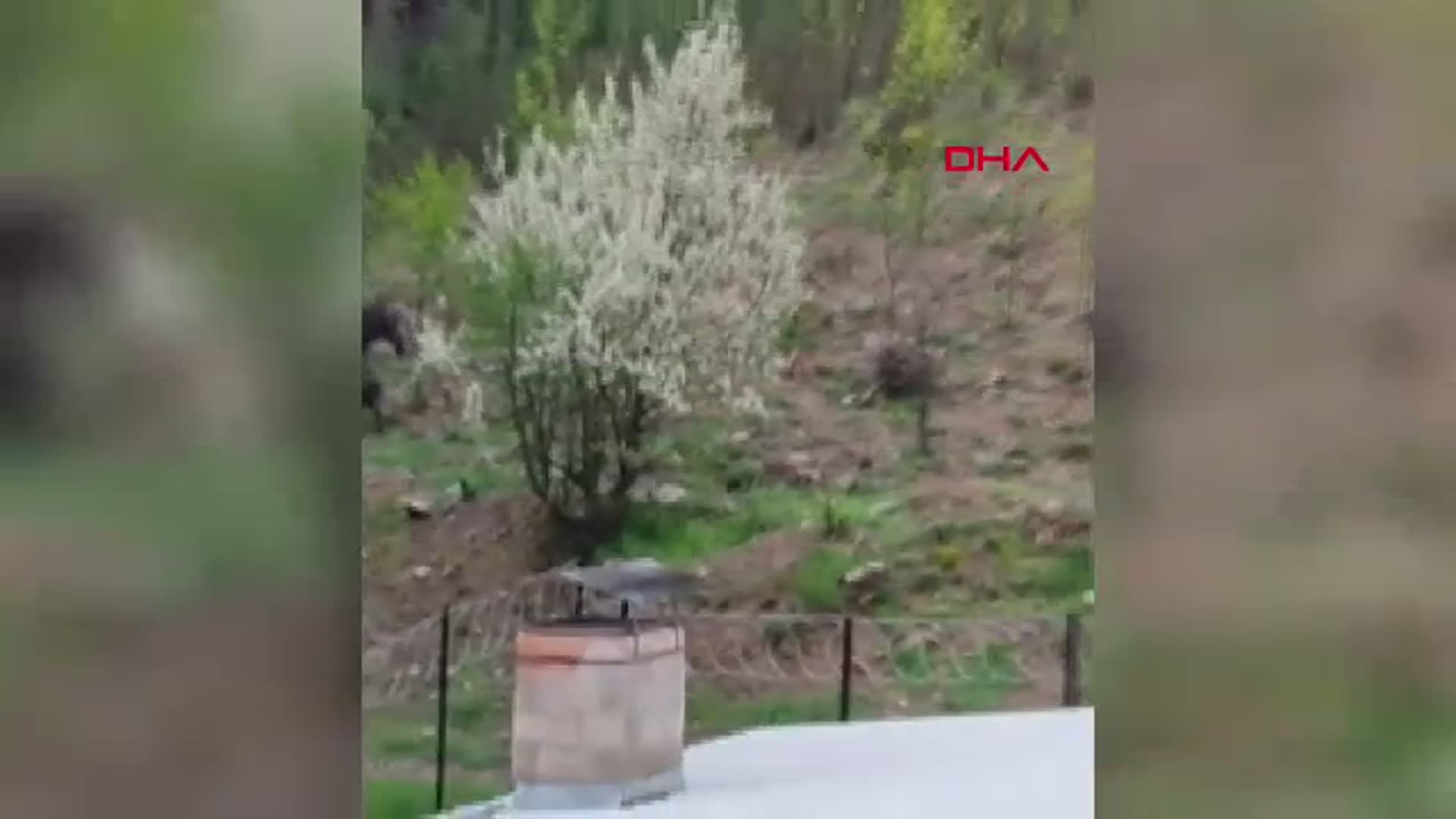 Burdur'un Ağlasun İlçesi'nde Yaban Domuzu Paniği: Yerleşim Yerine İndiler!