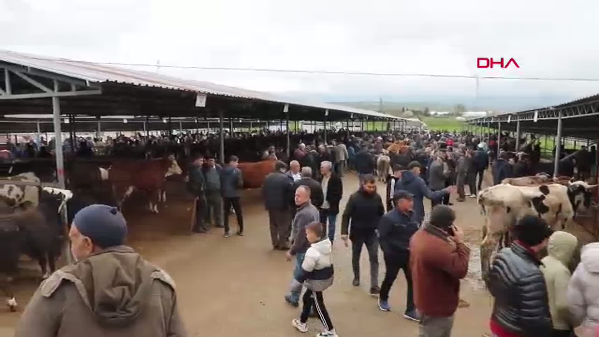 Kurban Bayramı Hazırlığı: Sandıklı Hayvan Pazarı Hareketlendi, Fiyatlar Açıklandı