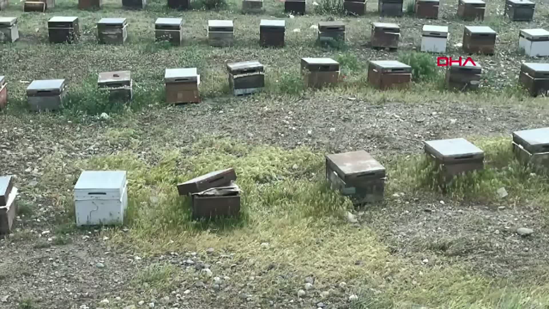 Iğdır'da Arı İstilası: Bin Koyun Telef Oldu, Sürü Sahibi ve Çobanlar Hastanelik