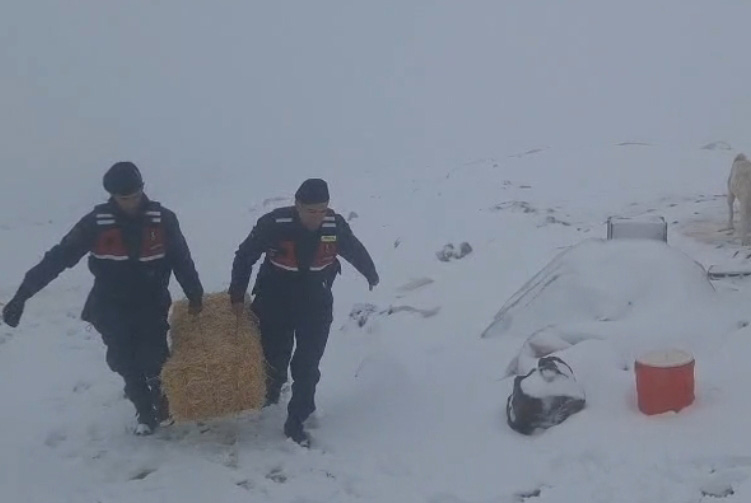 Jandarma Kar Engeline Rağmen Can Kurtardı: Yaylada Mahsur Kalan Hayvanlara Yürek Isıtan Destek