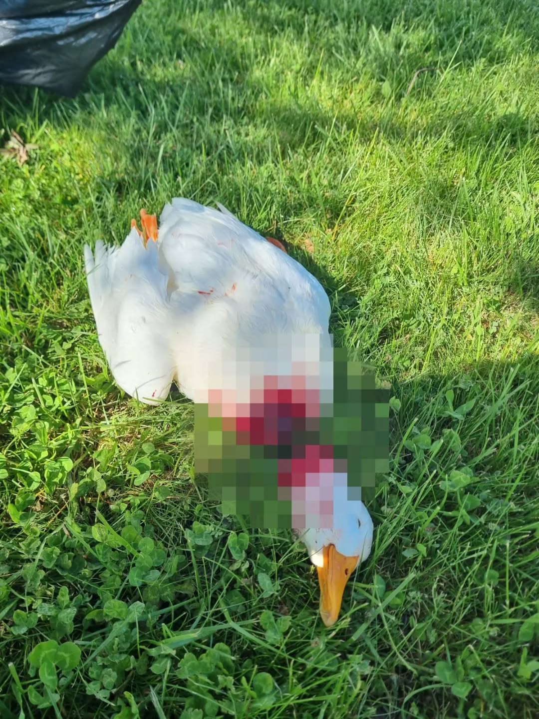 Avanos'un Simgesi Kaz Canice Katledildi: Başsız Cesedi Bulundu