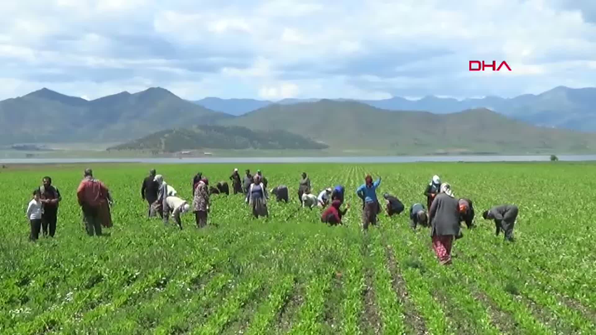 Tarım İşçisi Kadınlara Anneler Günü Sürprizi: Çiçekle Gelen Mutluluk