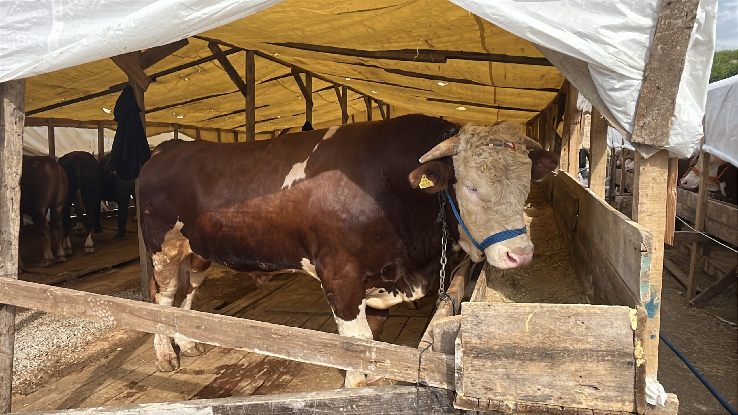 1 Tonluk Boğa 'Şampiyon' 420 Bin TL'ye Pazarda: Gebze Belediye Başkanı ile Eğlenceli Pazarlık