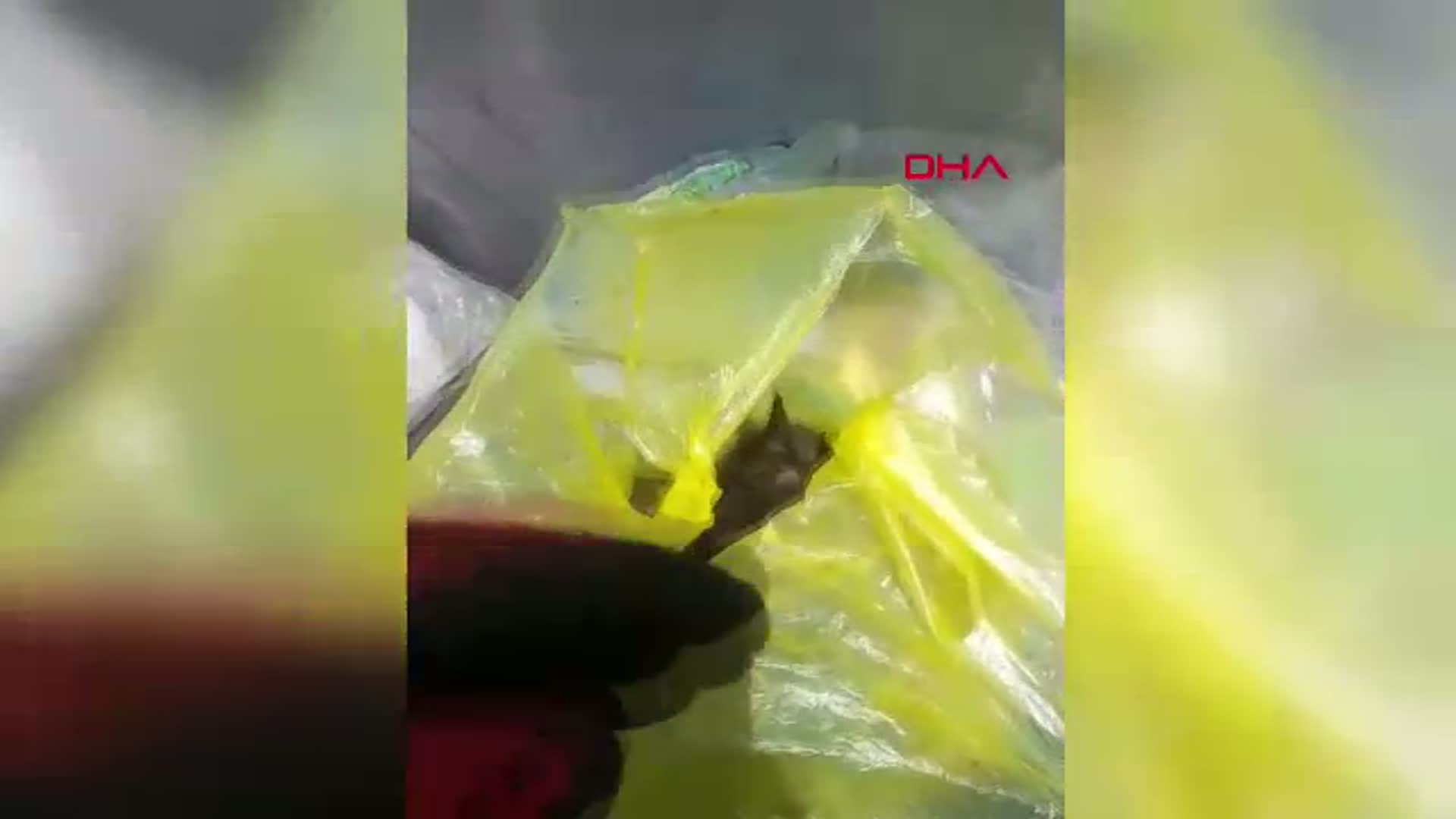 Bodrum'da Çöp Kutusunda Ölümle Burun Buruna Gelen Yavru Kediler: 2'si Kurtarılamadı