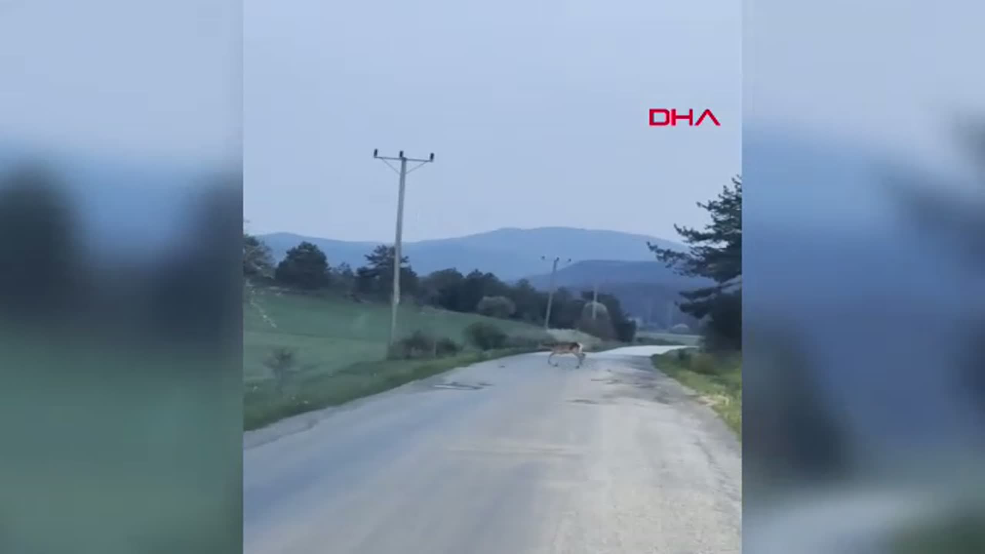 Bolu'da Doğanın Büyüleyici Anları: Karacalar Yolda Görüntülendi